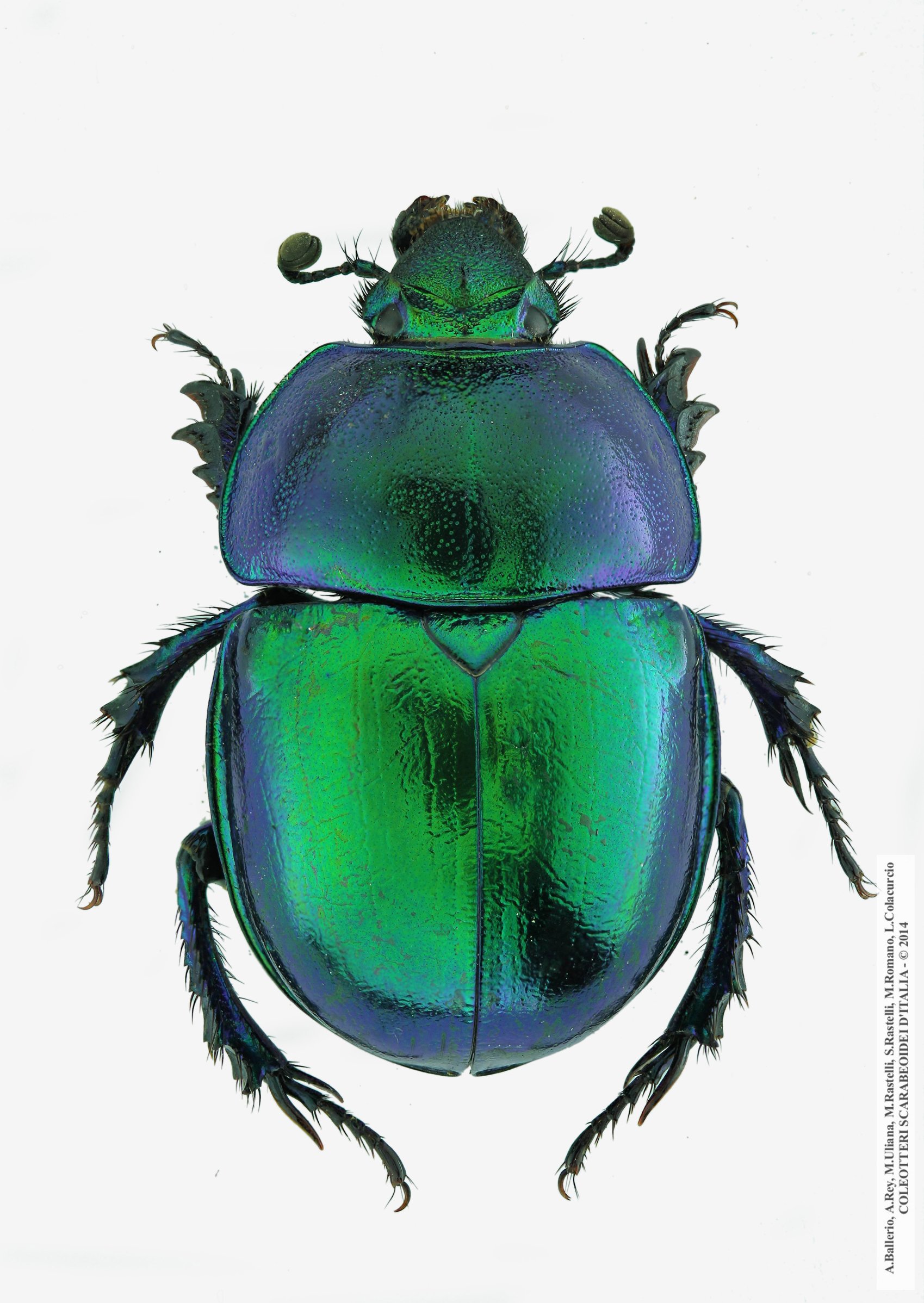 Trypocopris vernalis fauveli, femmina